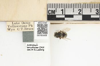 Media type: image;   Entomology 785668 Aspect: Labels